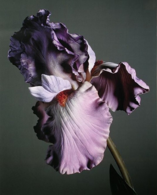 Botanics-Iris